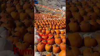 Pumpkins Display in Keremeos Canada [upl. by Ecinerev]