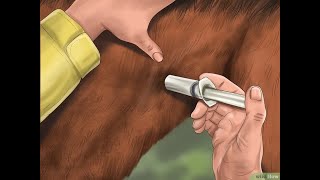 Comment faire une injection intramusculaire chez un cheval [upl. by Frick]