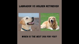 Labrador vs Golden Retriever Which is the Best Dog for You Key Differences Explained [upl. by Nahshunn]