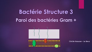 Bactérie Structure 3 COLORATION de GRAMPAROI des BACTERIES GRAM PLUS [upl. by Aitital261]