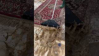 Satisfying scrape of a long FILTHY persian rug 😮 [upl. by Enilekaj]