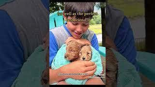 Australian Labradoodle Puppies puppy miniaustralianlabradoodles cute [upl. by Zel]