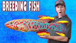 Easy Way to Breed Gardneri Killifish and Raise Killifish Fry [upl. by Oap825]