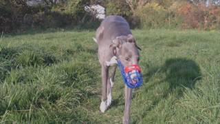 Retired Racing Greyhounds first run offleash [upl. by Anomahs]