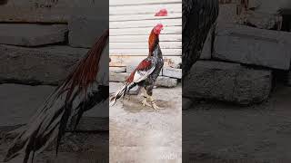 aseelmurga aseeldesimurgifreerangefarm chickenbreeds birds hatchingeggs21daysaseel rooster [upl. by Yllib]