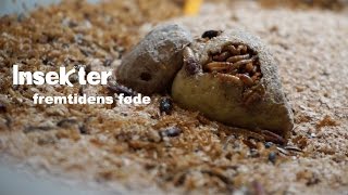 Insekter  Fremtidens Føde [upl. by Reisinger]