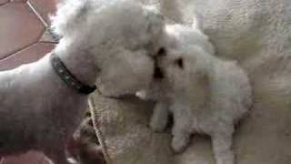 Bichon Frises puppy playing with mom [upl. by Calen]