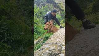 I found a cow getting stuck in a rock while eating grass animalrearing animalfarming ruminants [upl. by Lyrred471]