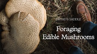 Identifying Dryads Saddle Polyporus Squamosus  Edible Mushrooms UK [upl. by Llatsyrk]