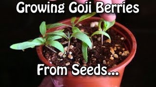 Growing Goji Berries  How to grow Wolfberries from Seed [upl. by Yeliak]