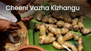 Cheeni Vazha Kizhangu  Tribal Tuber dish  Easy to Cook  Kerala Culinary Tourism [upl. by Ophelia404]