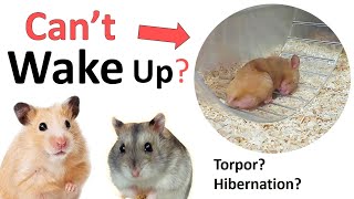 How to wake up a hamster from torpor quasihibernation state [upl. by Margy]