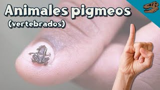 Animales pigmeos VERTEBRADOS miniatura [upl. by Lenrad]