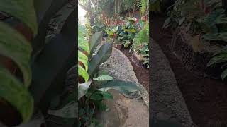 pleasesubscribe my beautiful garden🏡 [upl. by Gill]