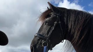 Black Horses  The Friesian Experience is live on the beach [upl. by Anival609]