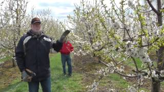 Pruning the Mature Cherry Tree on Gisela Rootstock [upl. by Hanley]