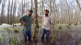 SWAMP YAMADORI  Collect Louisiana Bald Cypress [upl. by Yzmar]