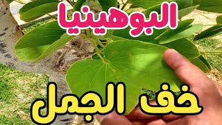 شجرة خف الجملالبوهينيا  BAUHINIA [upl. by Nerb861]