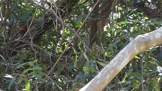 Lewins Honeyeater Hervey Bay Qld [upl. by Marcellus954]