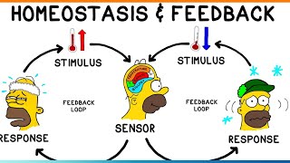 Homeostsis physiology Homeostasis in hindi pyshiology Homeostasis by medicos content [upl. by Adiazteb713]