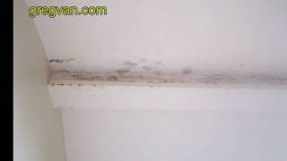 Mold on Bathroom Ceiling from Roofing Damage [upl. by Eednak49]