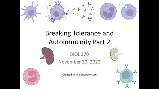 Immunology Fall 2023 Lecture 29 Breaking Tolerance and Autoimmunity Part 2 [upl. by Farhi]