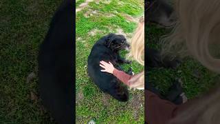 Nevaljali Crni Pas 🐶🍑😂 viralvideo viralshorts funny [upl. by Elizabet]