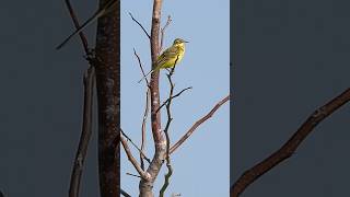 Yellow Wagtails נחליאלים צהובים [upl. by Geiger]