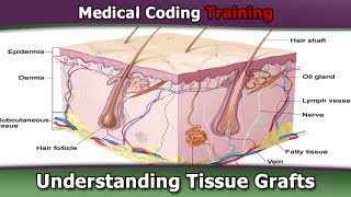 CPT Coding Guide — Understanding Tissue Grafts [upl. by Viguerie870]