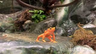 Panamanian Golden Frog Semaphore Wave [upl. by Ahtan861]