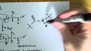 Peptide bond formation and relation to 3D structure [upl. by Einahteb]