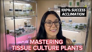 MASTERING TISSUE CULTURE PLANTS  HOW TO ACCLIMATE PLANTS FROM TISSUE CULTURE [upl. by Demona897]