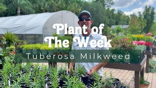 PLANT OF THE WEEK  ASCLEPIAS TUBEROSA  FLORIDA NATIVE MILKWEED [upl. by Regina]