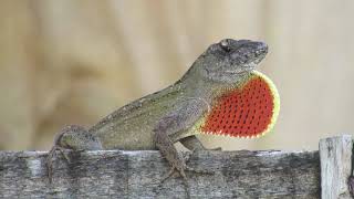 Closeup of Lizard Bobbing its Head and its Dewlap Display [upl. by Rupert783]