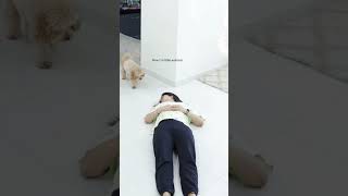 ‼️PRANK Pretending To Faint 😂 shorts prank dog [upl. by Yerahcaz]