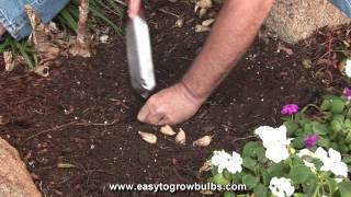 Freesia Flower Bulbs  Tips on How to Plant the Bulbs [upl. by Ityak571]