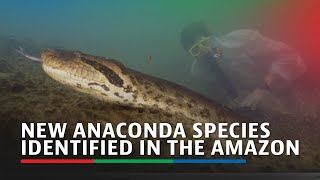 New anaconda species identified in the Amazon during an expedition with Will Smith  ABSCBN News [upl. by Keelby896]