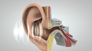 Música emociones y neurociencia [upl. by Ameg]