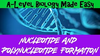 Nucleotide and Polynucleotide formation  A Level Biology Made Easy [upl. by Sialac]