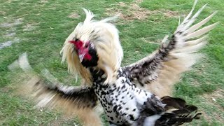 Rooster Attack in Super Slow Motion [upl. by Smoht]