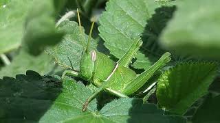 Grasshopper selyan1980 [upl. by Nancee]