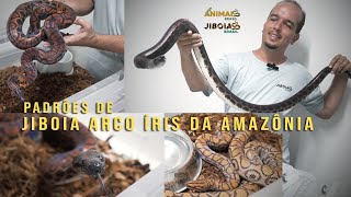 4 PADRÕES DE JIBOIA ARCOÍRIS DA AMAZÔNIA [upl. by Forras]