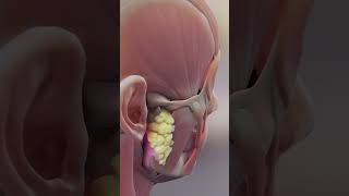 Vestibulo Ocular Reflex ear biology medical anatomy [upl. by Tench]