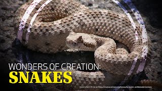 Wonders of Creation Snakes [upl. by Ramedlaw911]