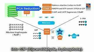 Carbon Fixation in Photosynthesis Rubisco Enzyme is key [upl. by Kennet331]