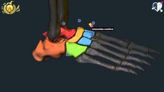 Apparato locomotore 39 Ossa del Piede [upl. by Esdnyl]