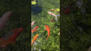 Koi fish in high definition 🐟 fish pond koi zen koifish water shorts swimming samsung hd [upl. by Eirok]