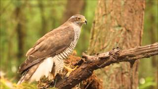 Goshawk screeming [upl. by Fielding]