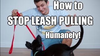 How to Train Your Dog to NOT PULL on the Leash [upl. by Incrocci943]