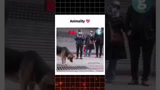 quotUnleashing Dog Humanity The Heartwarming Battle of Cats vs Dogsquotshorts dog dogloverhumanity [upl. by Magdau]